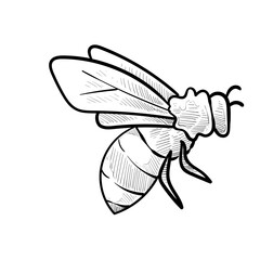 honey bee handdrawn illustration