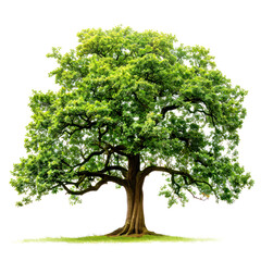 Obraz premium tree of oak isolated on white background