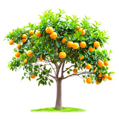 tree of orange isolated on white background