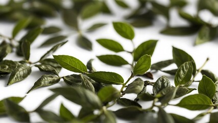 Obraz premium Fresh green tea leaves on white background