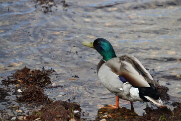 Ducks in Ireland can be found in a variety of habitats, including freshwater lakes, rivers, coastal marshes, and urban parks. 