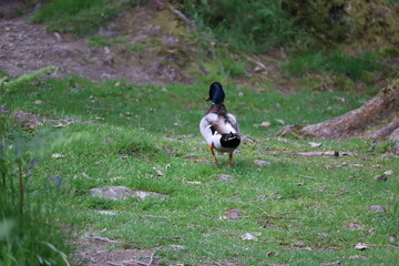 Ducks in Ireland can be found in a variety of habitats, including freshwater lakes, rivers, coastal marshes, and urban parks. 