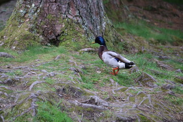 Ducks in Ireland can be found in a variety of habitats, including freshwater lakes, rivers, coastal marshes, and urban parks. 