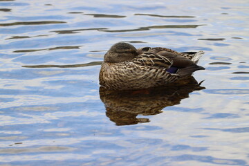 Ducks in Ireland can be found in a variety of habitats, including freshwater lakes, rivers, coastal marshes, and urban parks. 