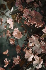 A close up of pink flowers with a green background. The flowers are in full bloom and the colors are vibrant. Scene is peaceful and serene, as the flowers are a symbol of beauty and nature
