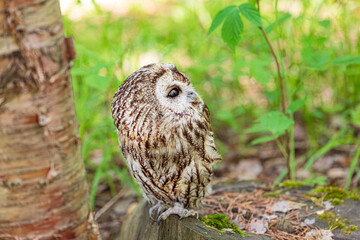 Tawny owl on a background of blurry summer greenery. Cute baby owl. Copy space. Concepts of wisdom, funny cute pet, amulet, summer time, vacation, circadian rhythms, vision, biological illustration.