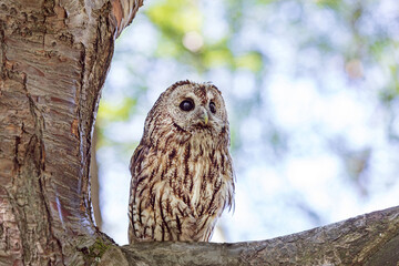Tawny owl on a background of blurry summer greenery. Cute baby owl. Copy space. Concepts of wisdom, funny cute pet, amulet, summer time, vacation, circadian rhythms, vision, biological illustration.