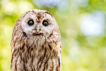 Tawny owl on a background of blurry summer greenery. Cute baby owl. Copy space. Concepts of wisdom, funny cute pet, amulet, summer time, vacation, circadian rhythms, vision, biological illustration.