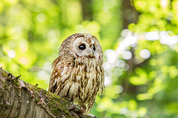 Tawny owl on a background of blurry summer greenery. Cute baby owl. Copy space. Concepts of wisdom, funny cute pet, amulet, summer time, vacation, circadian rhythms, vision, biological illustration.