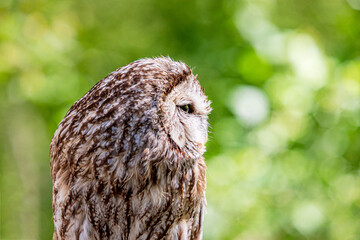 Tawny owl on a background of blurry summer greenery. Cute baby owl. Copy space. Concepts of wisdom, funny cute pet, amulet, summer time, vacation, circadian rhythms, vision, biological illustration.