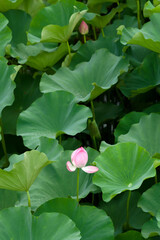 pink lotus flower