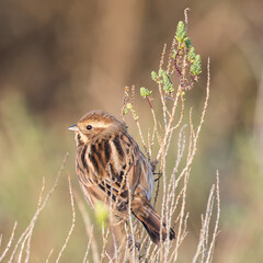 Female Reed Bunting 