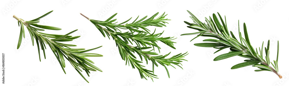 Canvas Prints Rosemary png element set on transparent background