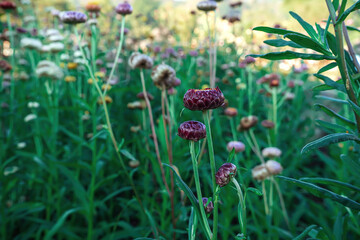 Helichrysum bracteatum or everlasting flower in the flower field.