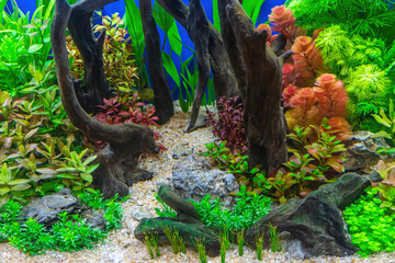Underwater landscape nature forest style aquarium tank with a variety of aquatic plants, stones and herb decorations.