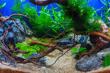 Underwater landscape nature forest style aquarium tank with a variety of aquatic plants, stones and herb decorations. © dsom
