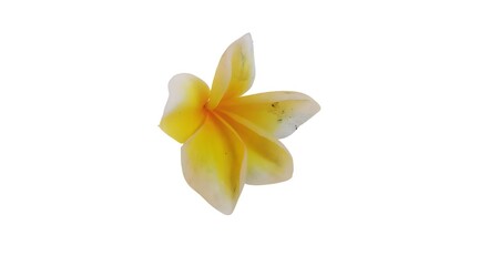 Frangipani(plumeria) flower isolated on white