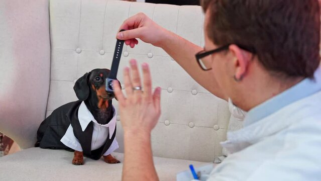 Hypnosis session man in glasses, animal psychologist, swings pendulum in front of face of dachshund dog in formal suit sitting on couch, parody of trauma , alternative medicine, subconscious trance