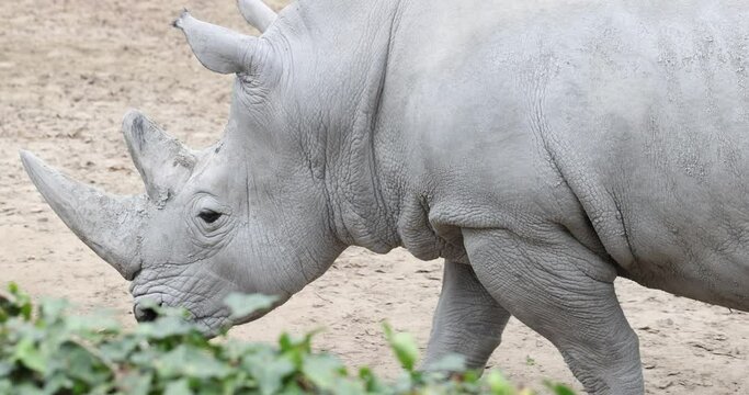 White rhinoceros walks around in zoo habitat alone