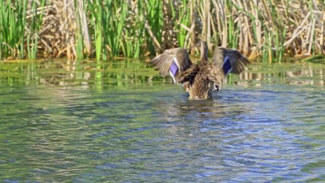 Discover the Fascinating World of the Mallard Duck (Anas platyrhynchos)
