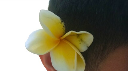 Close up of a tropical white frangipani flower behind ear