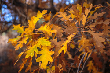 Fall Leaves in Willis Creek Slot Canyon, Grand Staircase Escalante National Monument, Utah