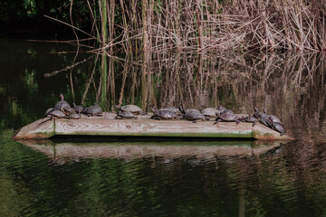 Sunning Turtles