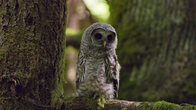 Barred owl (Strix varia) owlet perched on a branch begging for food with its screeching call.