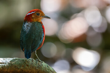 The Blue-banded Pitta (Erythropitta arquata) is a dazzling bird known for its vibrant plumage and tropical habitat