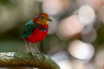 The Blue-banded Pitta (Erythropitta arquata) is a dazzling bird known for its vibrant plumage and tropical habitat