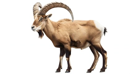 Fototapeta premium 1. Generate a transparent-background image of an ibex in full body, showcasing its distinctive curved horns, agile stature, and rugged fur, without any text or logos present, against a clean white