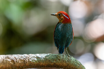 The Blue-banded Pitta (Erythropitta arquata) is a dazzling bird known for its vibrant plumage and tropical habitat