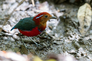 The Blue-banded Pitta (Erythropitta arquata) is a dazzling bird known for its vibrant plumage and tropical habitat