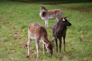 Deer in Phoenix Park in Dublin