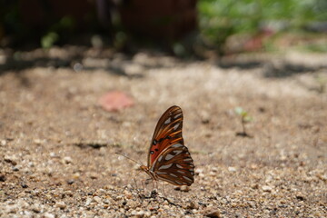 butterfly on the ground