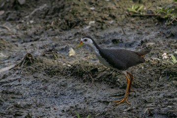 Calm and Colorful White-breasted Waterhen in its Natural Wetland Habitat
