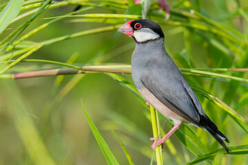 Nature Wildlife image of beautiful bird Java sparrow (Lonchura oryzivora)