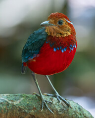 The Blue-banded Pitta (Erythropitta arquata) is a dazzling bird known for its vibrant plumage and tropical habitat