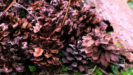 close up of pile of various shape dried pine cones, christmas background concept