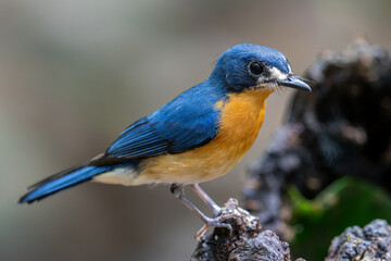 Beautiful bird of Mangrove Blue Flycatcher (Cyornis rufigastra) in Natural tropical Mangrove forest