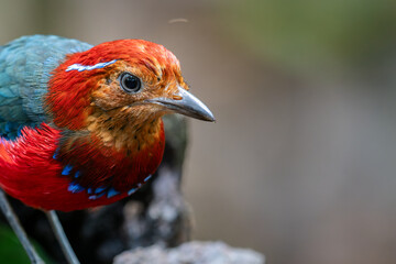 The Blue-banded Pitta (Erythropitta arquata) is a dazzling bird known for its vibrant plumage and tropical habitat