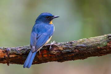 Beautiful bird of Mangrove Blue Flycatcher (Cyornis rufigastra) in Natural tropical Mangrove forest