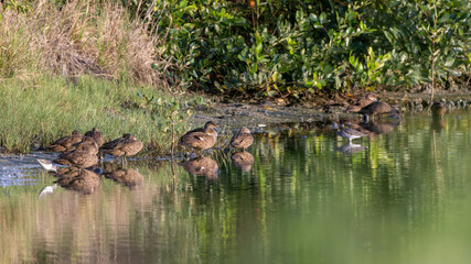 Group of Sunda Teal Ducks Gracefully Drifts on the Reflective Pond. Serenity in Every Ripple