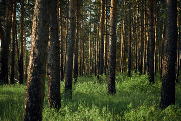 No people wide shot of pine tree trunks in forest on sunny summer day, copy space