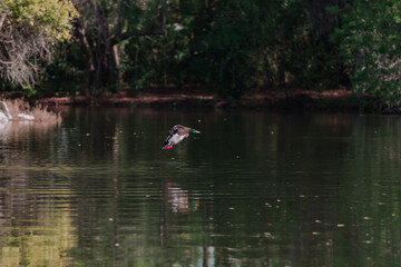 duck on a lake