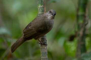 colorful Olive-winged Bulbul (Pycnonotus plumosus) Perched on Branch