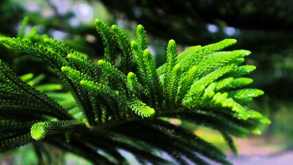 Green pine leaf shoots with bokeh background. Pine leaves with patterns and abstract shapes for christmas concept