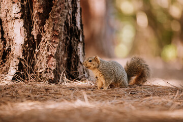 squirrel in the park