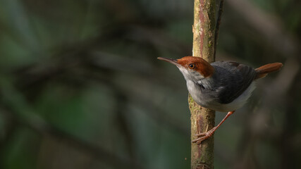 Nature wildlife image of The rufous-tailed tailorbird (Orthotomus sericeus)