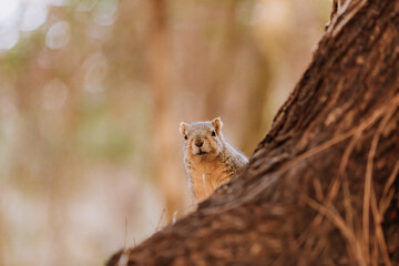 squirrel on a tree